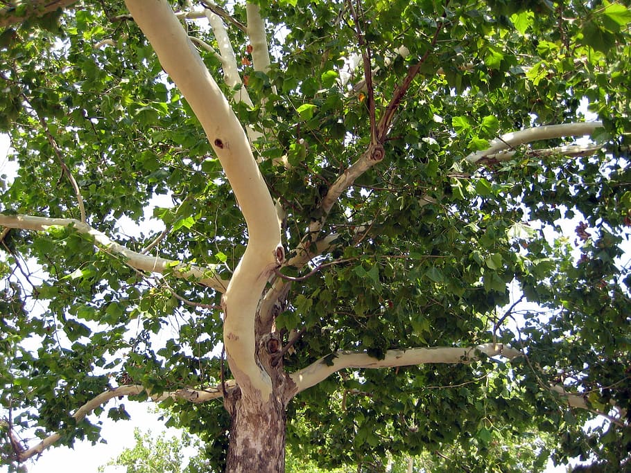 Platanus, Tree, Nature, Foliage, green, plant, flora, vegetation HD wallpaper