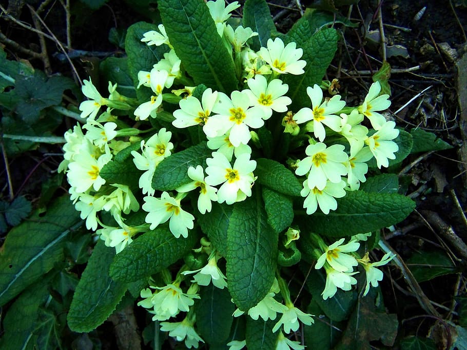 primrose, spring, nature, plant, flowering plant, plant part HD wallpaper