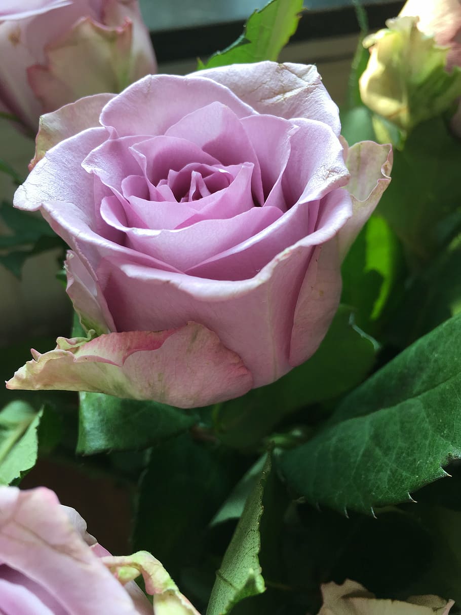 rose, pink, flower, nature, petal, plant, pink Color, rose - Flower HD wallpaper