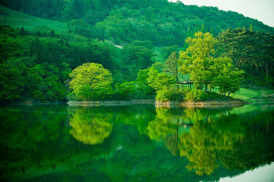 body of water surrounded with trees, for business, reservoir, HD wallpaper