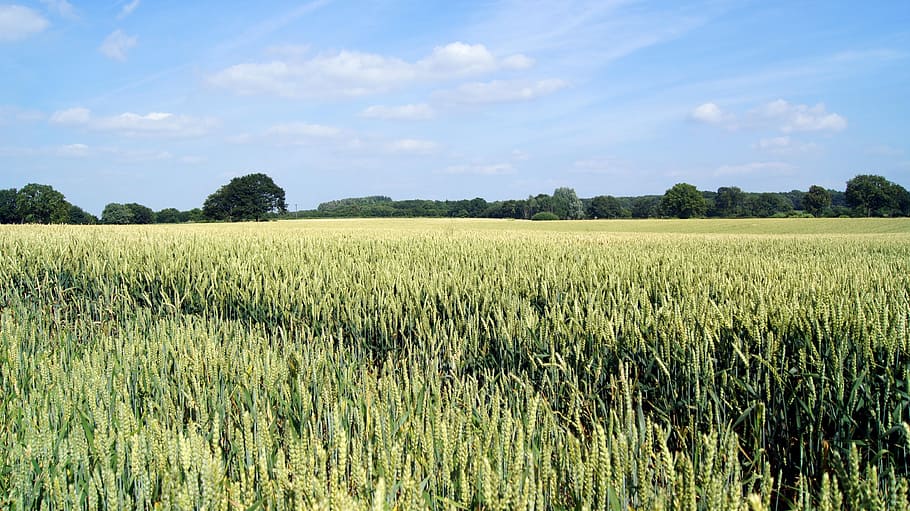 Cornfield, Wheat, Cereals, Spike, summer, nature, background HD wallpaper