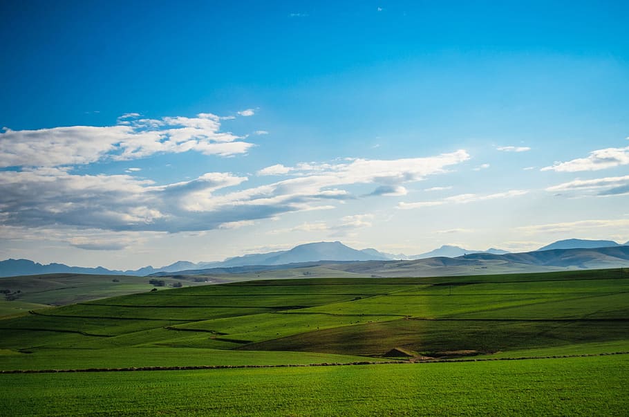 green grass, Pasture, Fields, Landscapes, clouds, blue, nature HD wallpaper