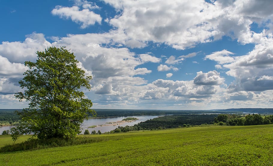 landscape, tree, summer, day, clouds, sunny, light, horizon HD wallpaper