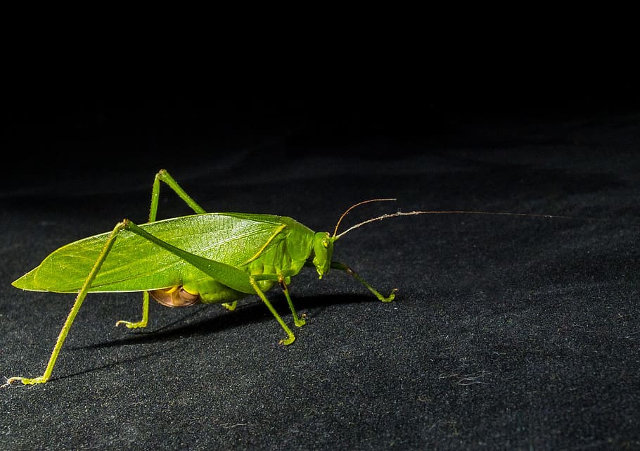 Grasshopper, Insect, Close, green, one animal, animal wildlife HD wallpaper