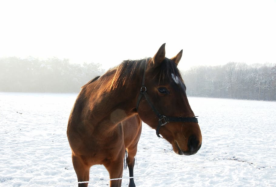 Horse, Snow, Winter, domestic animals, cold temperature, livestock HD wallpaper