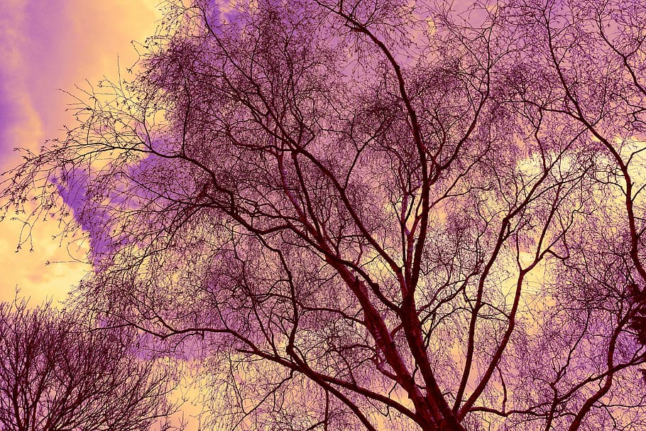 worms eye view of sakura tree, tree top, tree crown, branch HD wallpaper