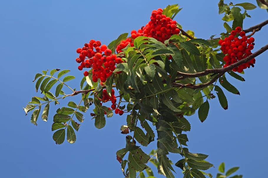 rowan, sprig, green, red, fruit, healthy eating, food and drink HD wallpaper