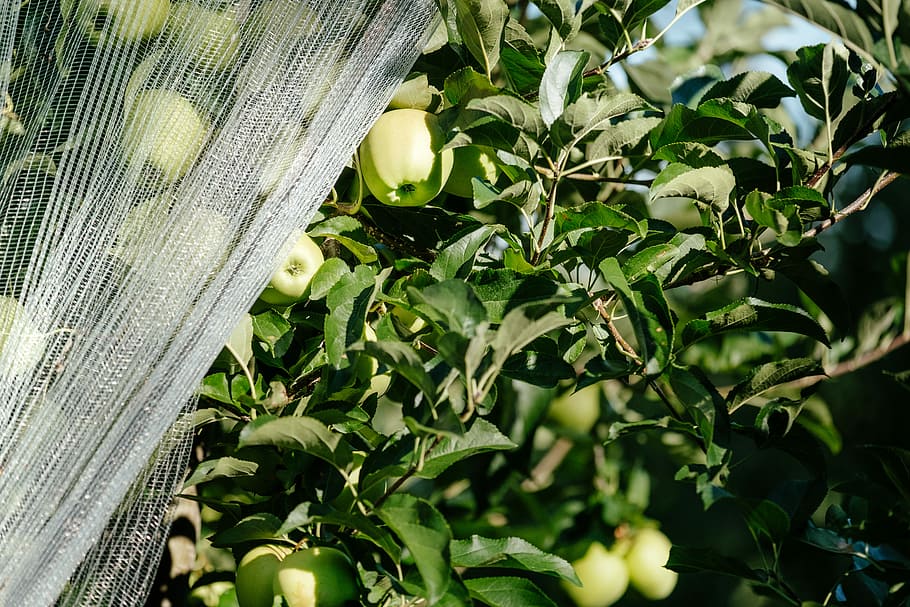 selective focus photography of apple, green apples, apple tree HD wallpaper