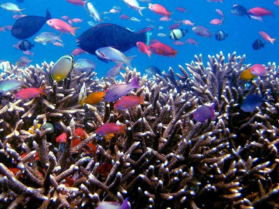 underwater photography of shoal of fish, tropical fish, scuba diving, HD wallpaper