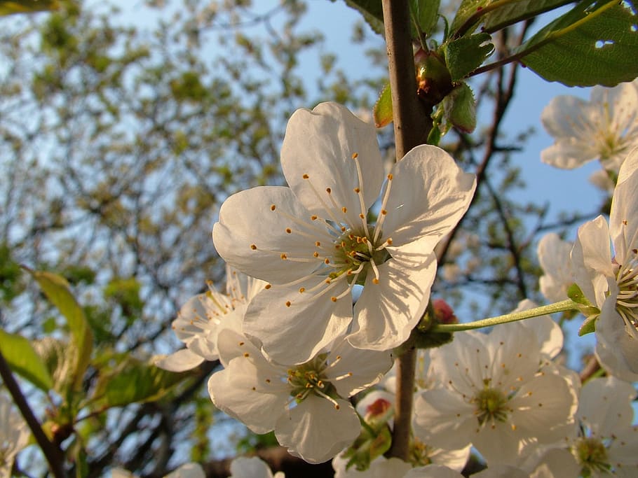cherry blossom, spring, plant, flowering plant, beauty in nature HD wallpaper