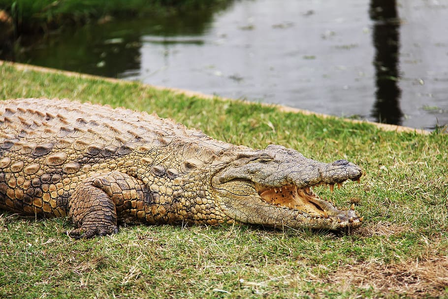 crocodile, reptile, predator, wild, animal, cape town, farm HD wallpaper