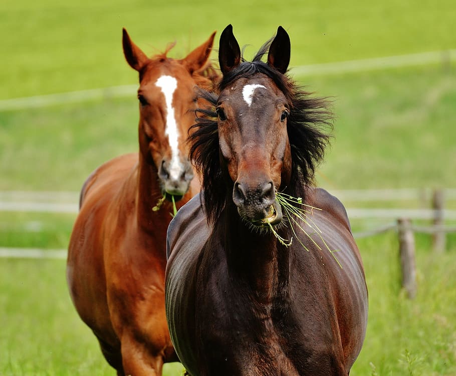 two brown horses, for two, coupling, stallion, eat, paddock HD wallpaper