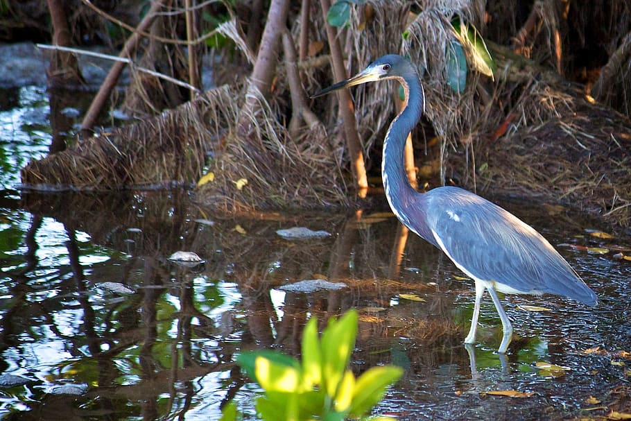 tri colored heron, bird, wild, beak, neck, wildlife, nature HD wallpaper