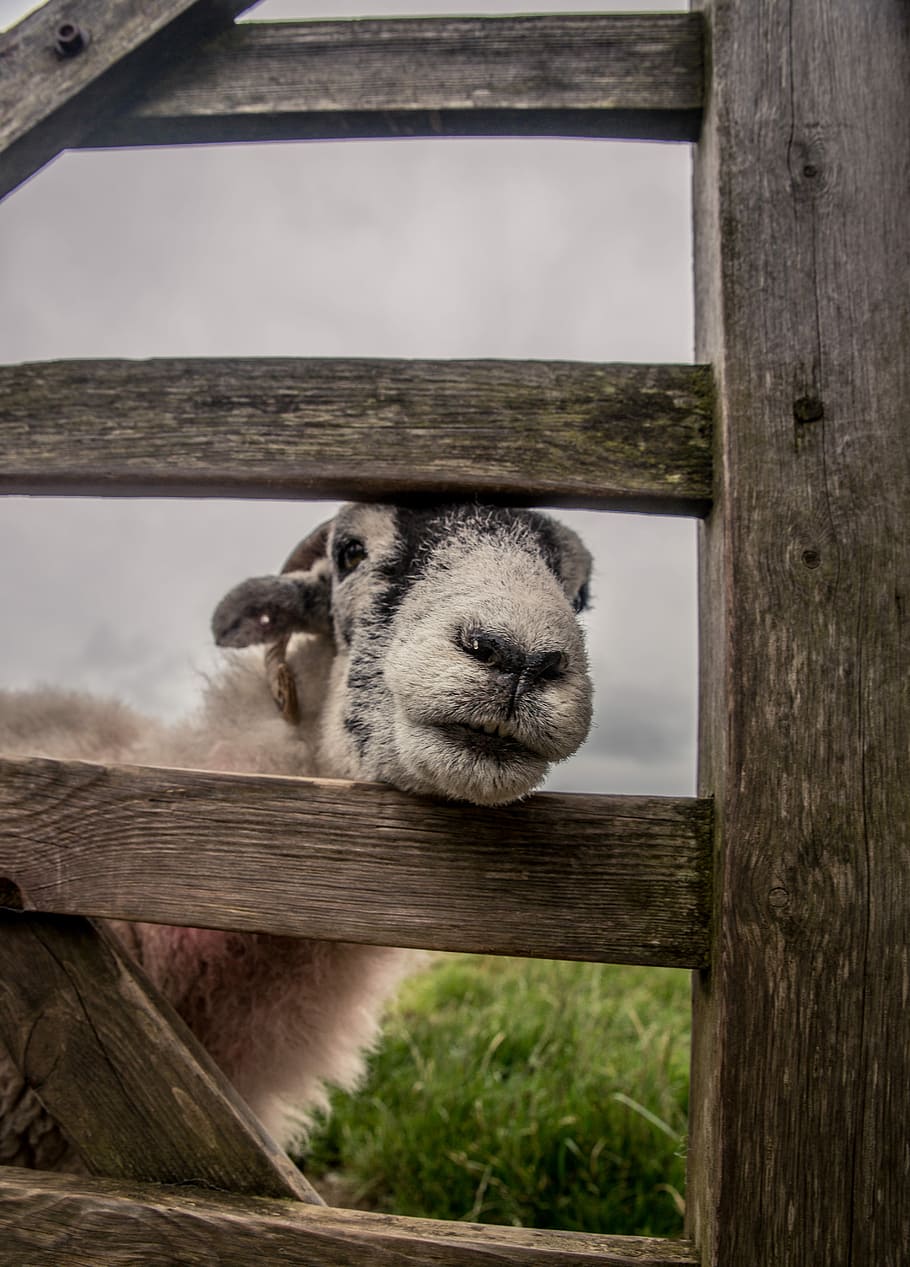 white ram near fence, photography of ram behind fence, sheep HD wallpaper