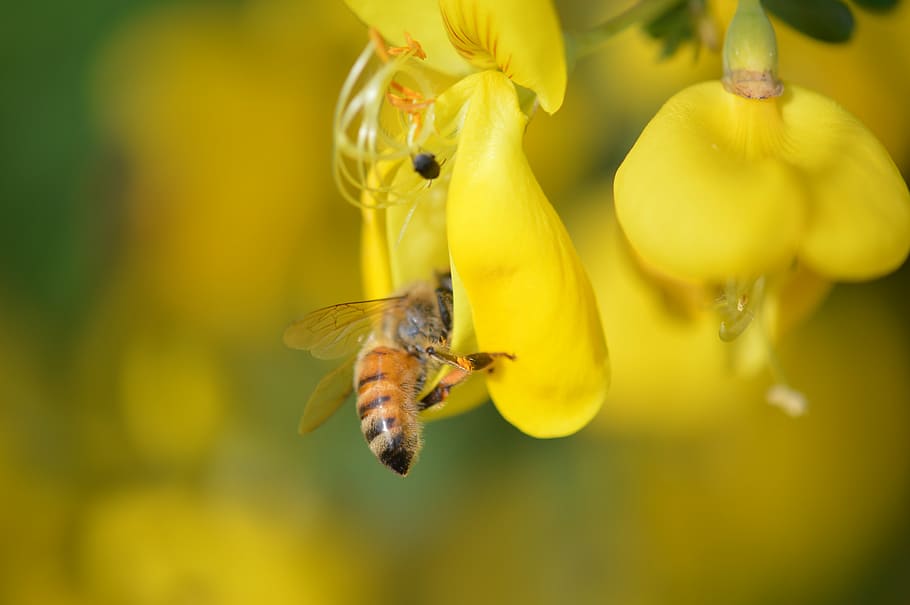 bee, pollination, yellow, macro, yellow flowers, animal wildlife HD wallpaper