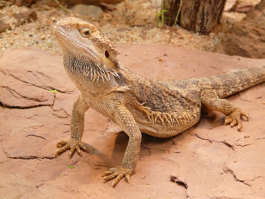 Hd Wallpaper: Selective Focus Photography Of Bearded Dragon, Lizard 