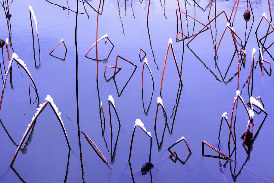 savage lotus, snow, blue, no people, day, nature, text, lighting equipment HD wallpaper