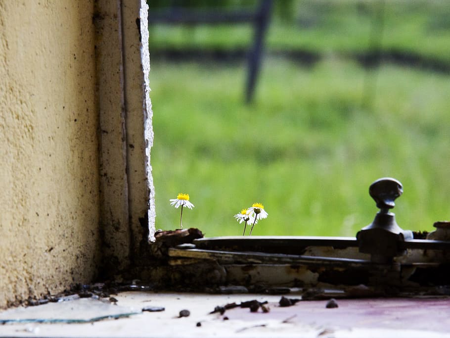 Fragile, Flower, Sill, Window, Small, nature, fragility, natural HD wallpaper