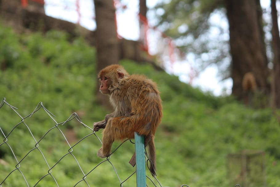 monkey, alone, rhesus macaque, animal wildlife, mammal, animals in the wild HD wallpaper