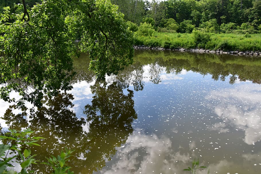 reflection, green, the water, desktop background, plant, tree HD wallpaper