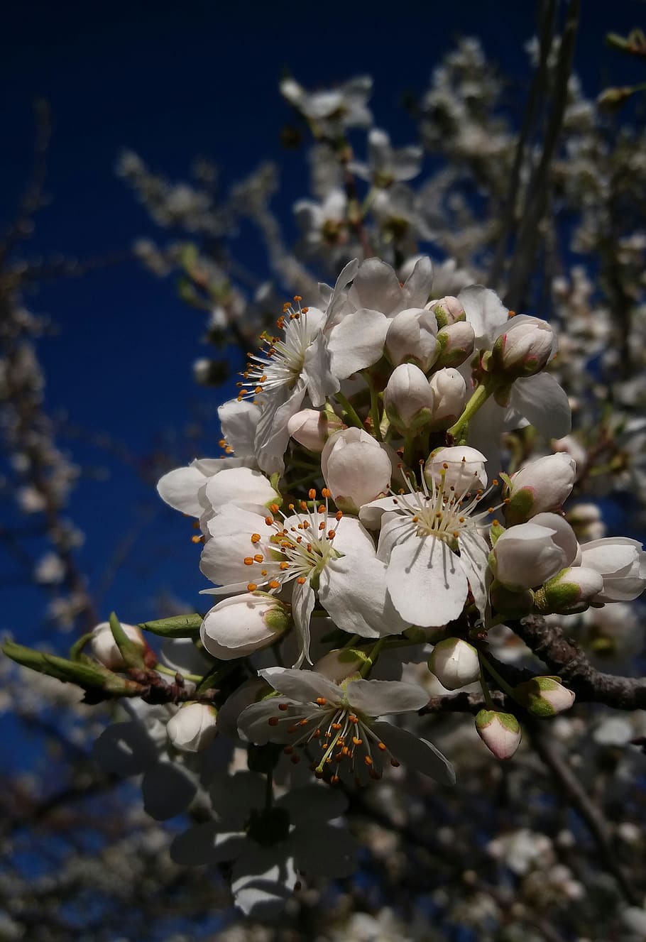 flower, nature, flora, tree, cherry, spring, season, white HD wallpaper