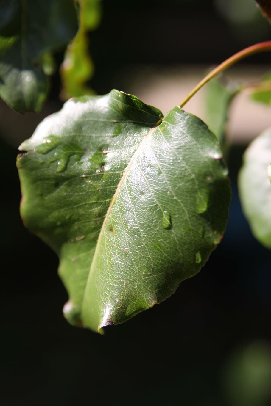 leaf, tree, water, nature, plant, green Color, close-up, freshness HD wallpaper