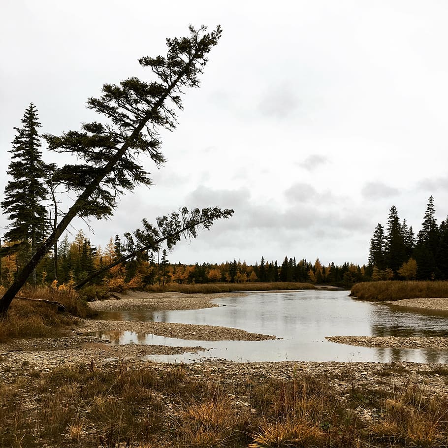 trees, anticosti, lake, plant, tranquility, tranquil scene HD wallpaper