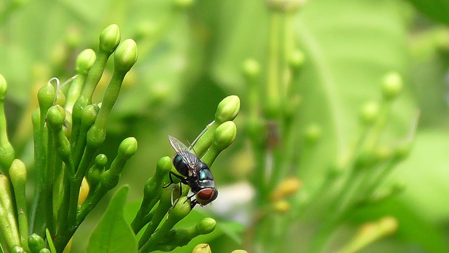 nature, leaf, flora, insect, garden, fly, fly on buds, animal themes HD wallpaper