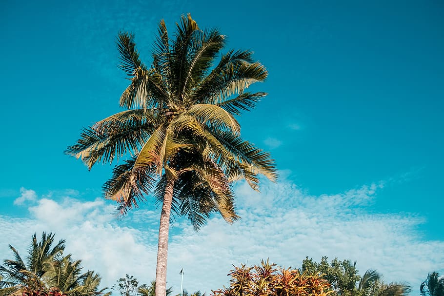 Warm, low angle photography of palm tree during daytime, tropical HD wallpaper