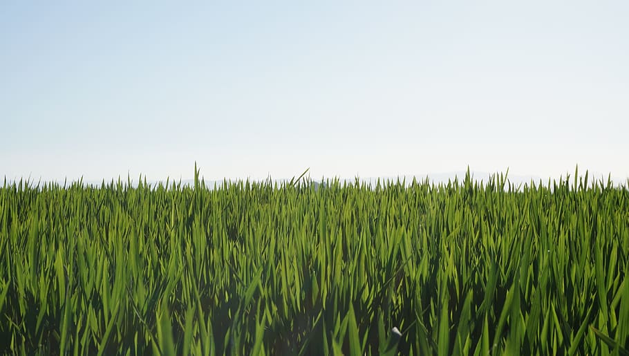 Agriculture, Fields, Rice, Landscape, sky, cereals, nature HD wallpaper