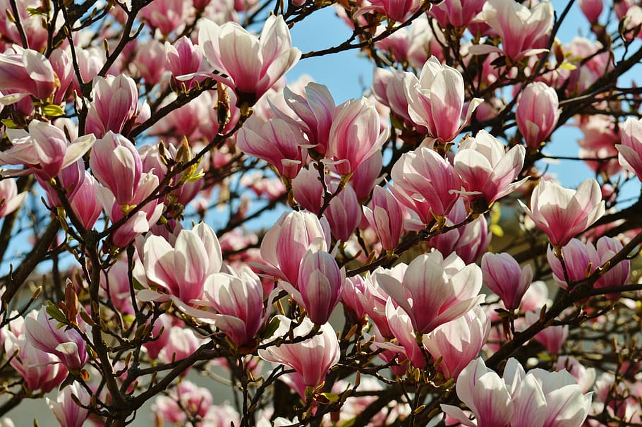 magnolia, spring, flowers, tree, full bloom, nature, flowering plant HD wallpaper