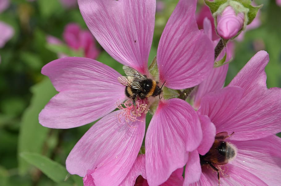 bumblebee, bug, pollen, propagation, food, flower, flora, pink HD wallpaper