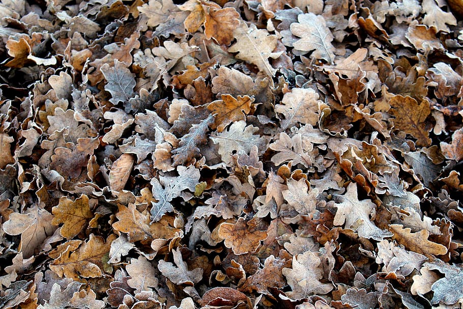 frost, leaves, cold, nature, frozen, winter, autumn, ice, ripe HD wallpaper