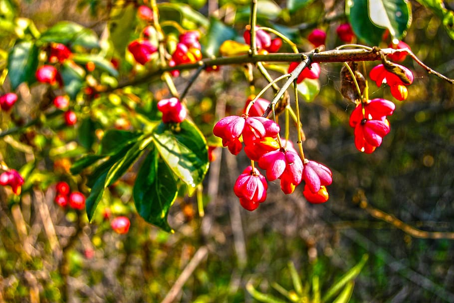 Berries, Branch, Red, Tree, Twig, hungary, debrecen, fruit HD wallpaper