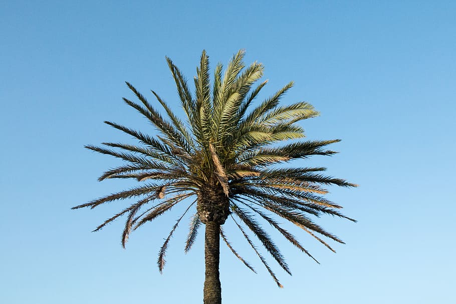 palm tree, green tree, coconut, spain, mallorca, sunny, sky, palmtree HD wallpaper