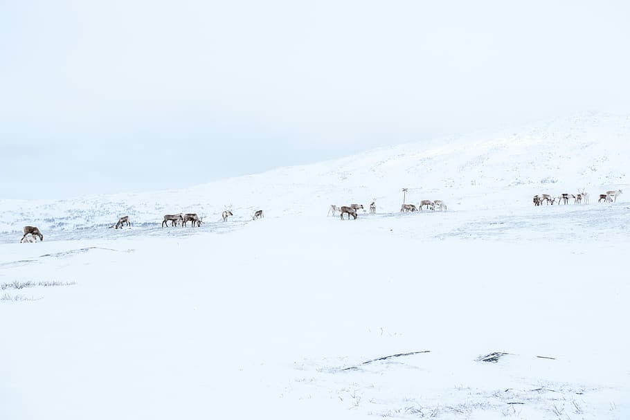 snow field with animals roaming, body of water, mountain, reindeer, HD wallpaper