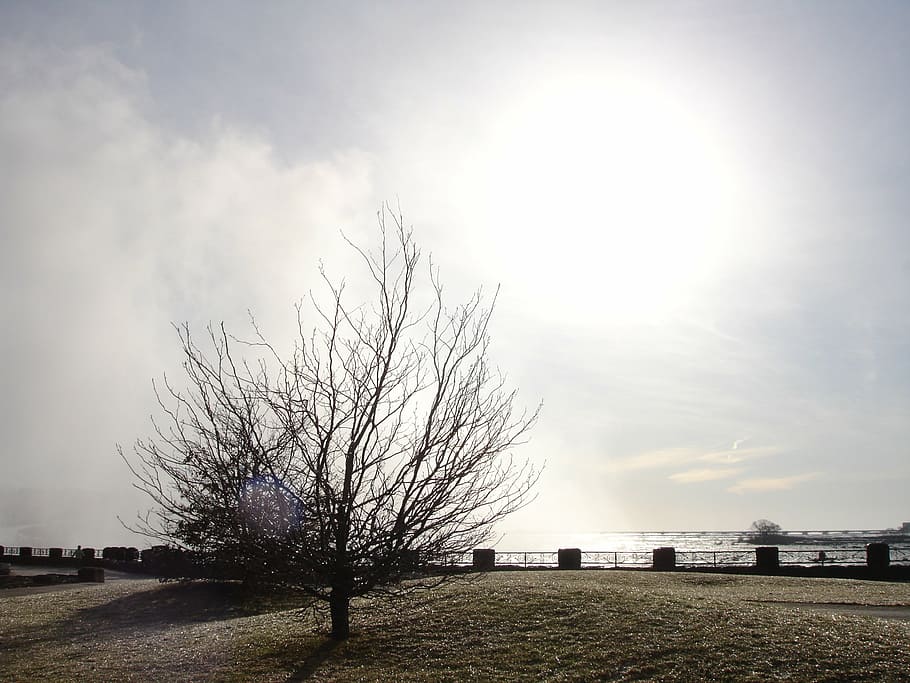 tree, landscape, autumn, cold, sky, plant, bare tree, field HD wallpaper
