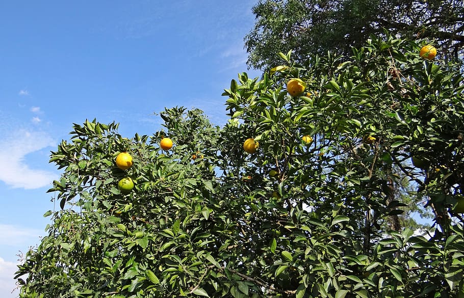 Orange Tree, Orange, Fruit, Citrus, juicy, vitamin c, hulikatti HD wallpaper