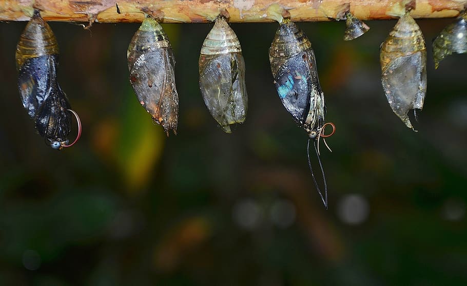 five gray butterfly chrysalis, eclosion, cocoons, larva, larvae HD wallpaper