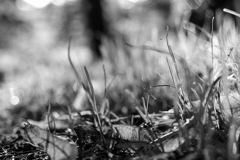 forest floor, grass, leaves, plant, growth, nature, selective focus HD wallpaper