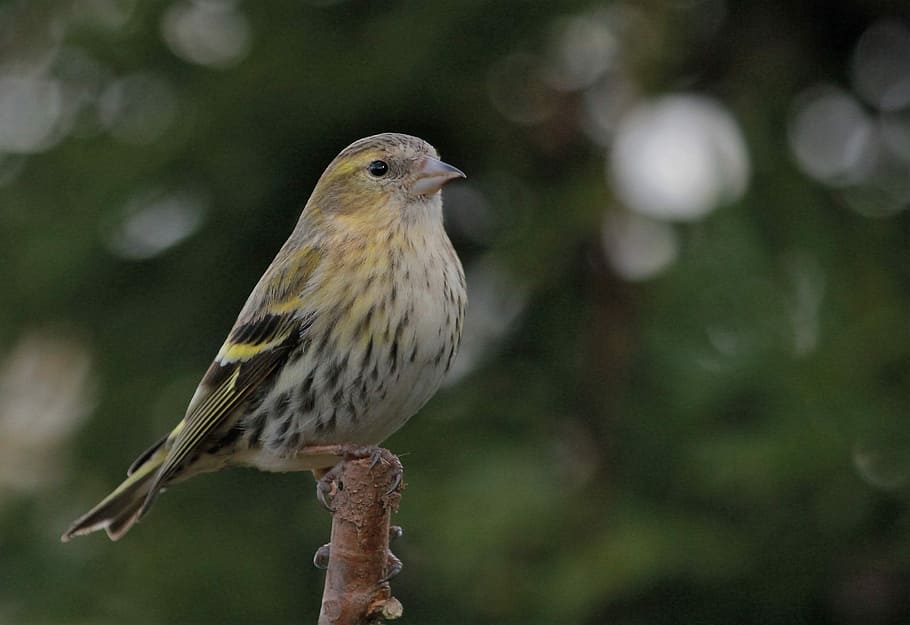 Bird, Feathers, Female, Siskin, perched, animal, nature, wildlife, HD wallpaper