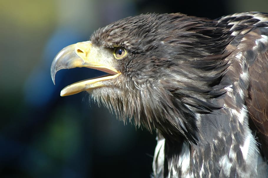 eagle 8, raptor, observing, animal, bird, animal themes, one animal HD wallpaper