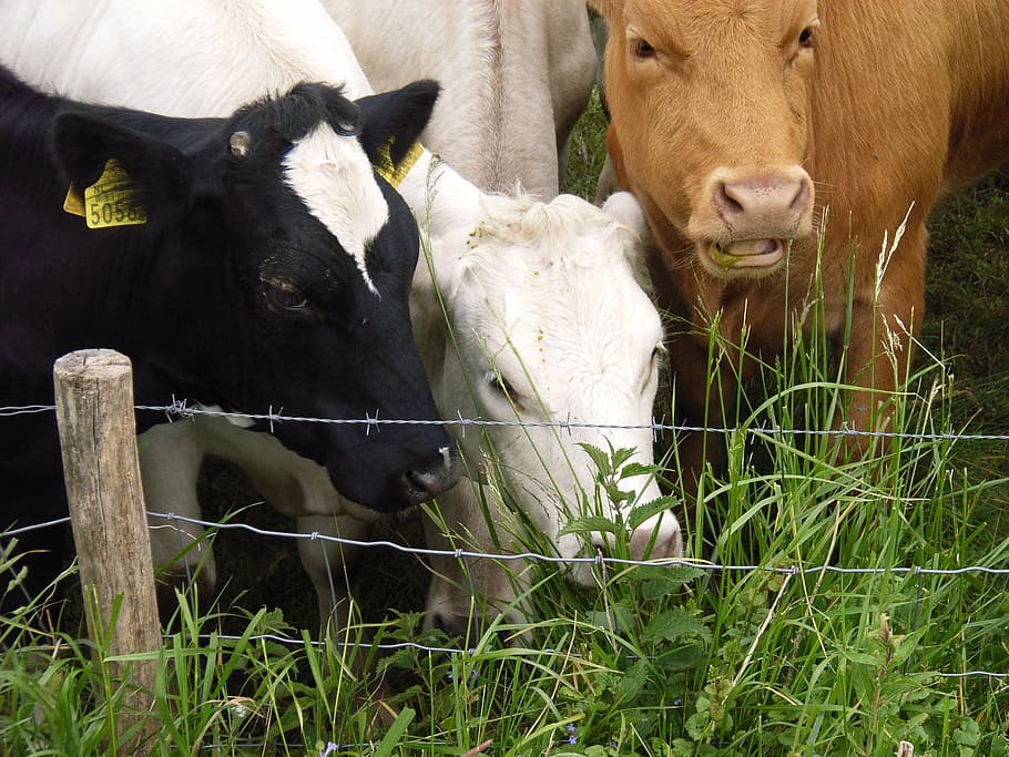 cows, grass, whey, livestock, animal themes, domestic animals HD wallpaper