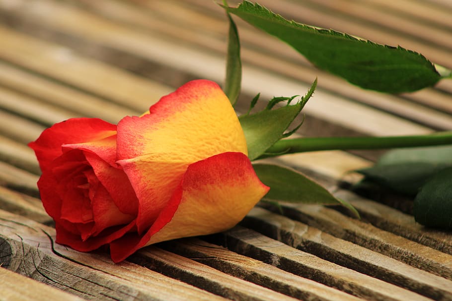 yellow orange rose, wood, bicolor rose, feeling, passion, background, HD wallpaper