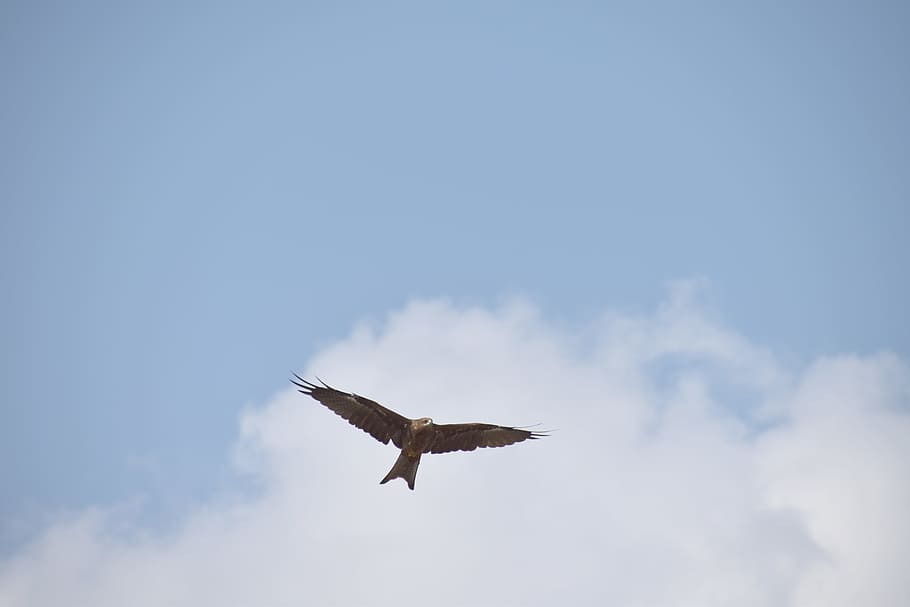 kite, bird flight, blue sky, predator, flying, animals in the wild HD wallpaper