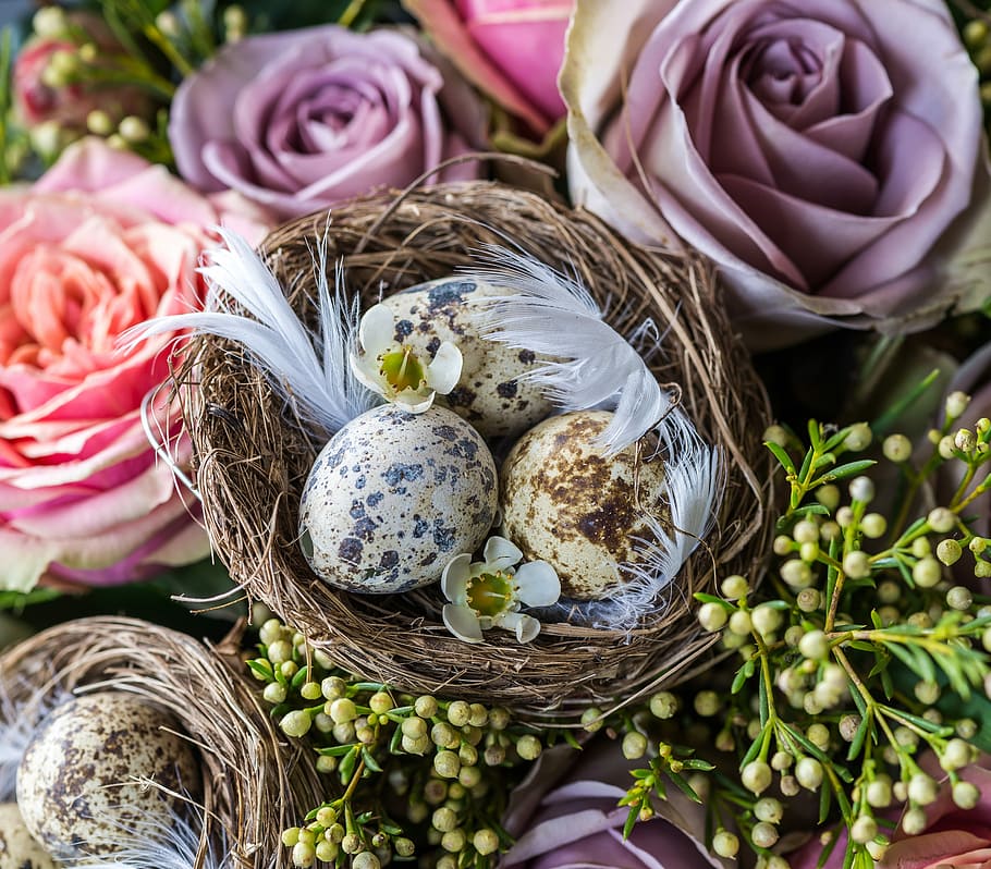 quail eggs on brown nest with flowers, three brown quail eggs in nest HD wallpaper