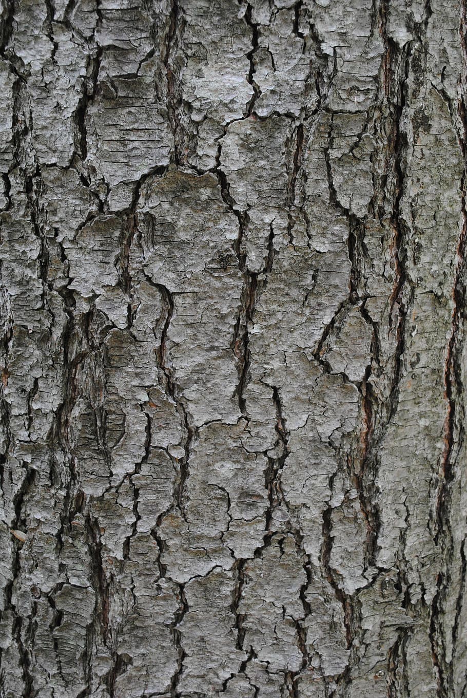 texture, tree bark, trunk, grey, textured, backgrounds, rough HD wallpaper