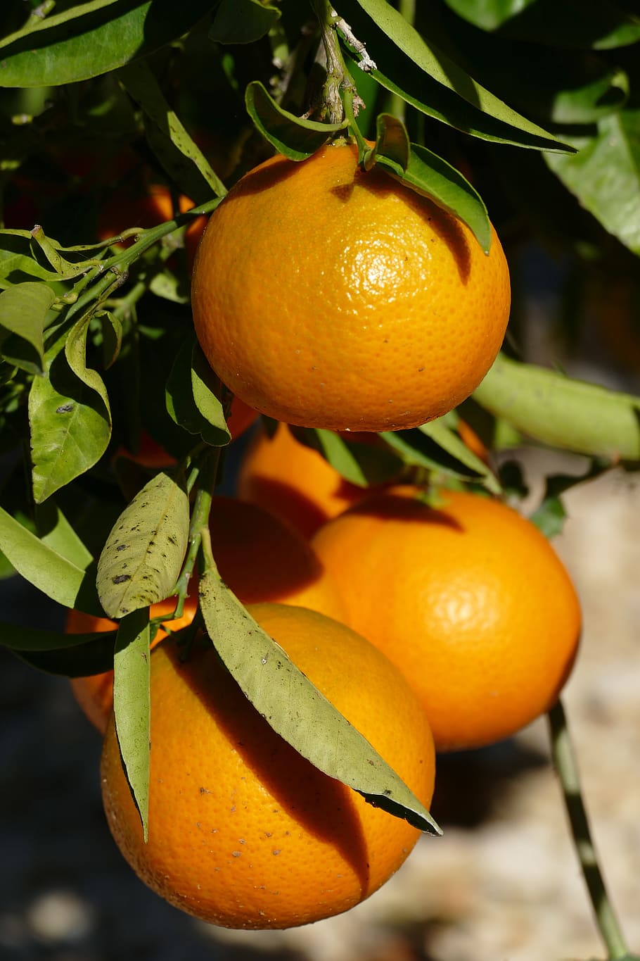 orange, zuidvrucht, fruit, citrus, vitamins, tree, agricultural HD wallpaper