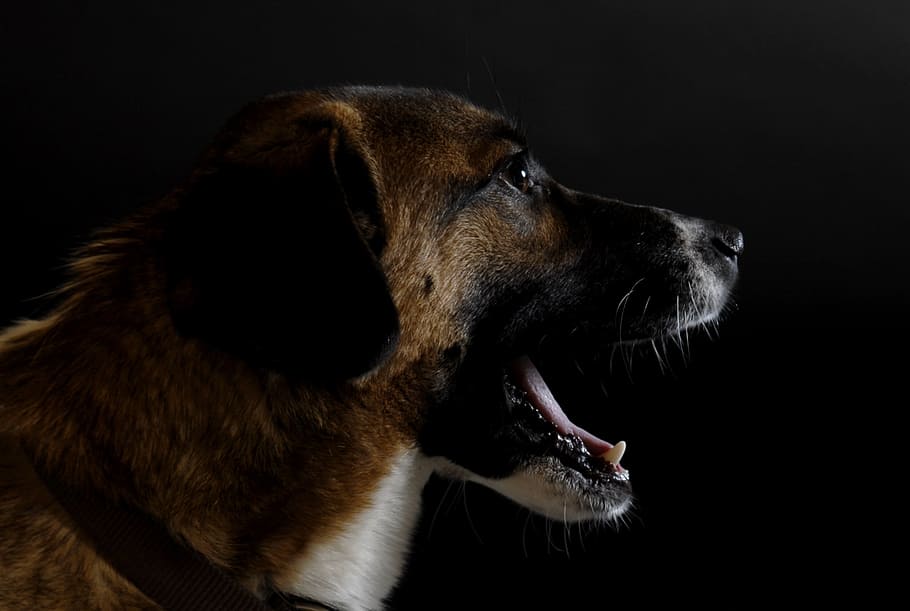 dog, foot, tooth, one animal, animal themes, mammal, black background HD wallpaper