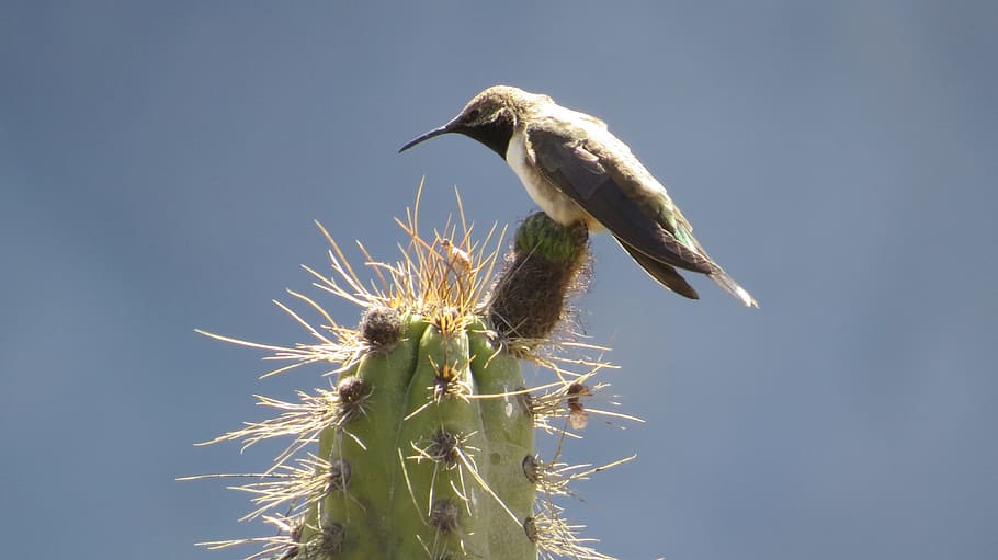 peru, cactus, hummingbird, animal, animal themes, animal wildlife HD wallpaper